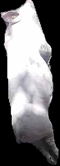 Crop