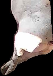 Crop