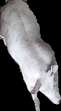 Crop