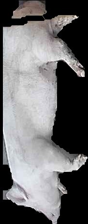 Crop