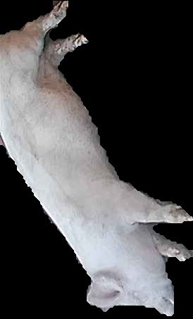 Crop
