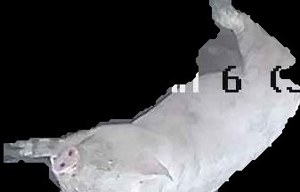 Crop