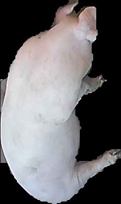 Crop