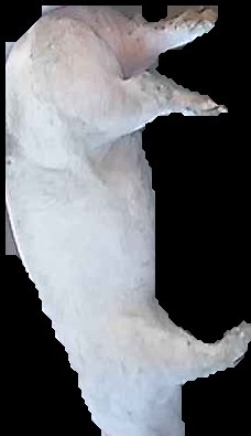 Crop