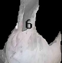 Crop
