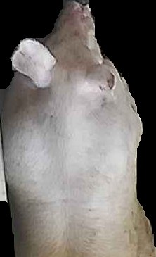 Crop