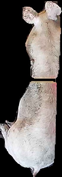 Crop