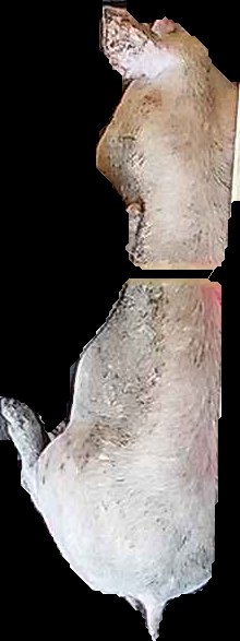 Crop