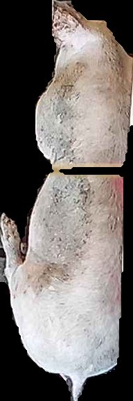 Crop