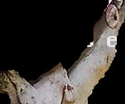 Crop