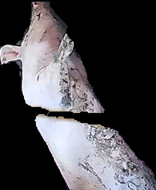 Crop