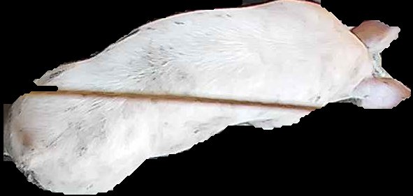 Crop