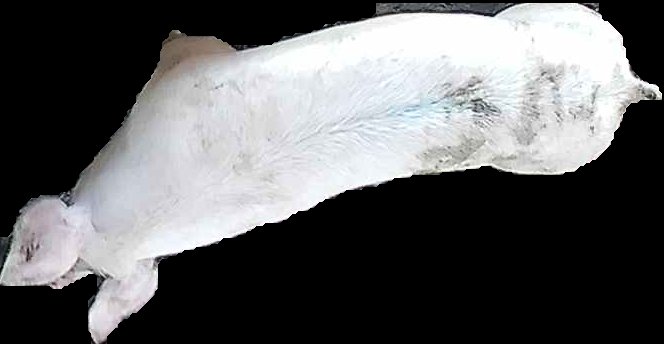 Crop