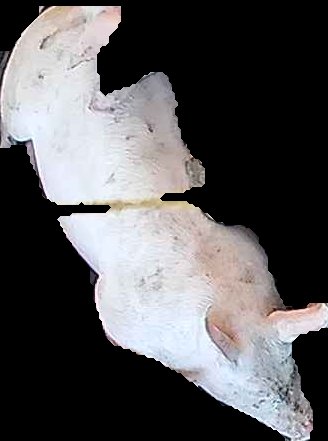 Crop