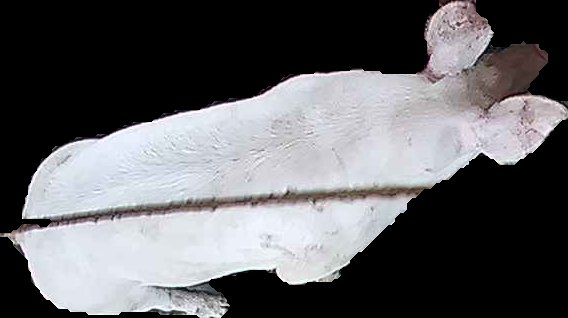 Crop