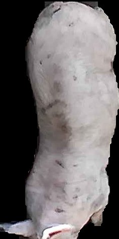 Crop