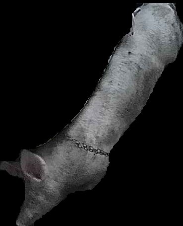 Crop