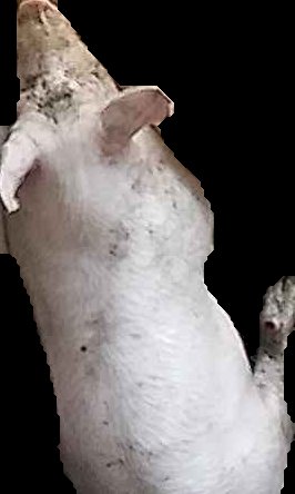 Crop