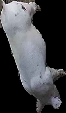 Crop