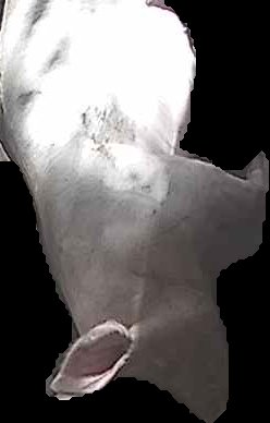 Crop