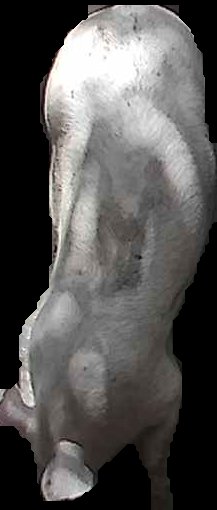 Crop