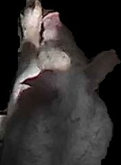 Crop