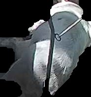 Crop