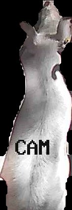 Crop