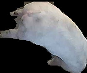 Crop