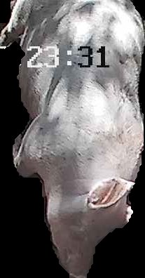 Crop