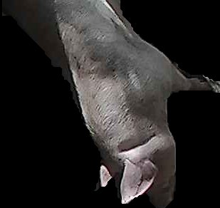 Crop