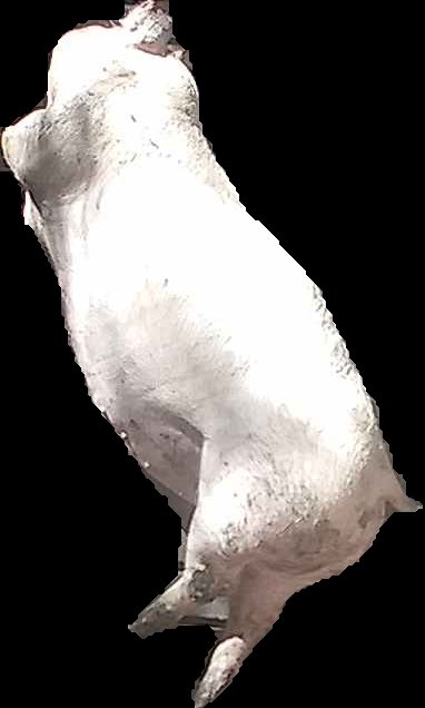 Crop
