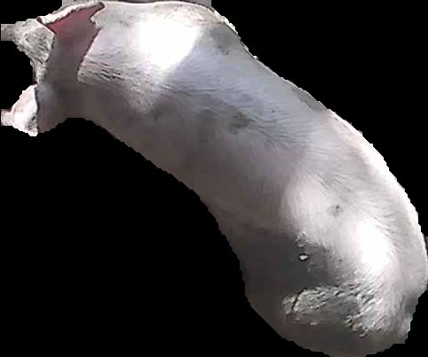 Crop