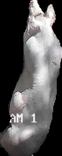 Crop