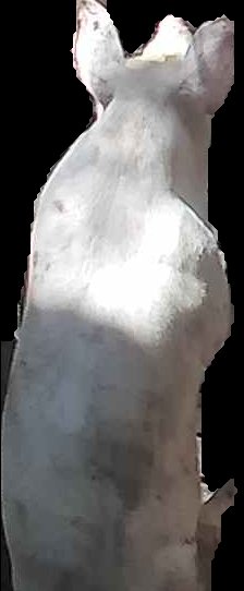 Crop