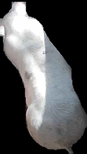 Crop