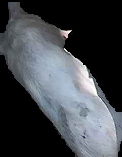 Crop