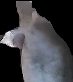 Crop