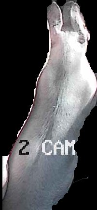 Crop