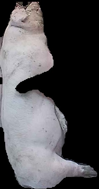 Crop