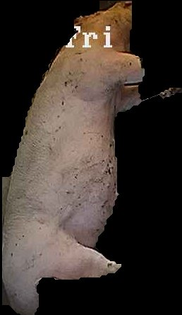 Crop