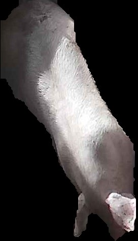 Crop
