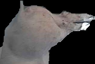 Crop