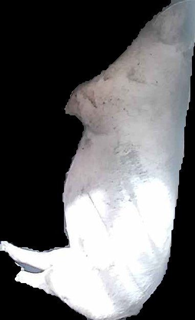 Crop