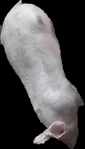 Crop