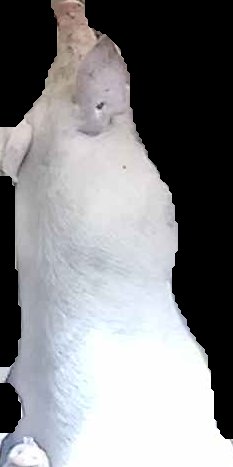 Crop
