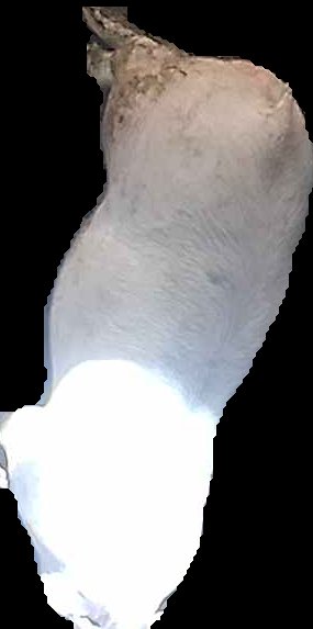Crop