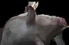 Crop