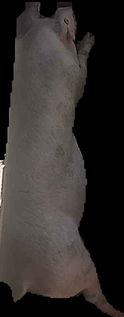 Crop