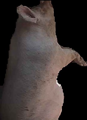 Crop